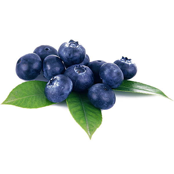 En elegant Blåbär, Närodlade blåbär med naturligt utseende och känsla. Detaljerad utformning med realistiskt bladverk. 